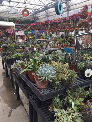 Huge selection of succulents! Big 'ole potted varieties are $6-$15 depending on what is in there.