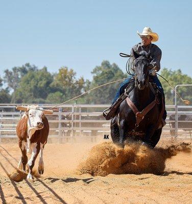 James Ferreira Horse Training