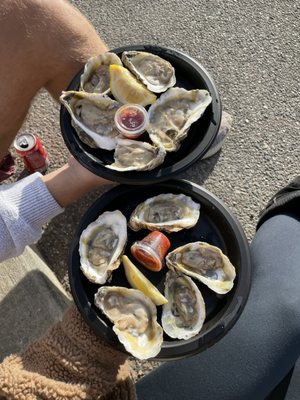 Oysters