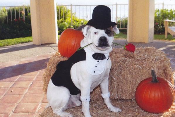 Bosco wins Halloween 2012 Contest for Most Glamorous