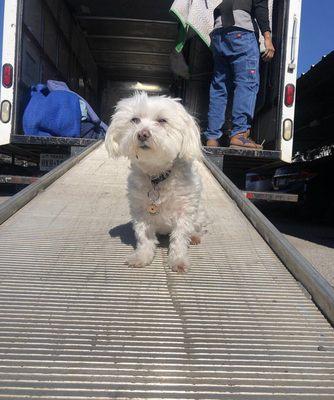 Daisy even 'helped' out during the move : )