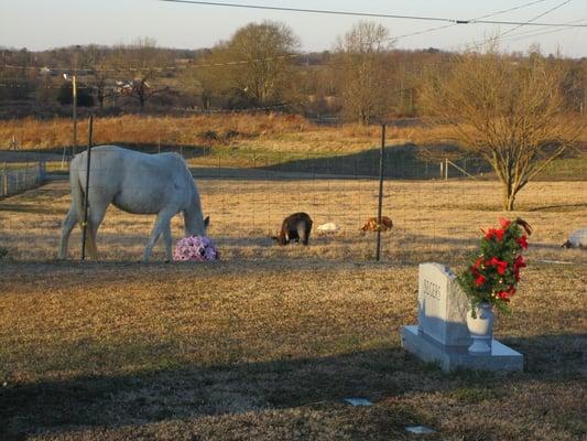 Brashers Chapel Cemetery, Albertville, AL