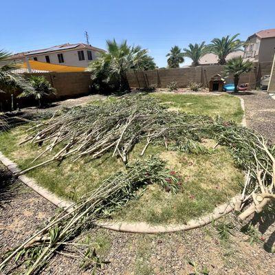 Red Rock Junk Removal will haul and remove any yard debris. Whether you are in Mesa or Phoenix we've got you covered.