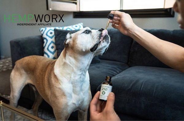 Bacon flavored CBD  for pets - What?!? Yes, CBD is good for our favorite fur and purr babies.