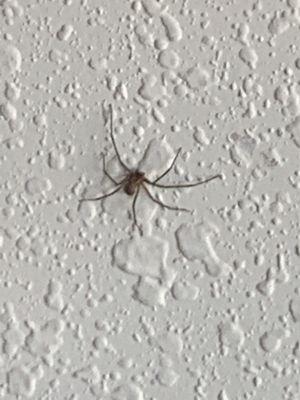 Brown recluse/ fiddleback.