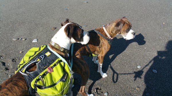 Boxer boys on a hike with Janna