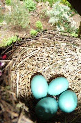 A robin's nest perched on a beam of a client's deck.