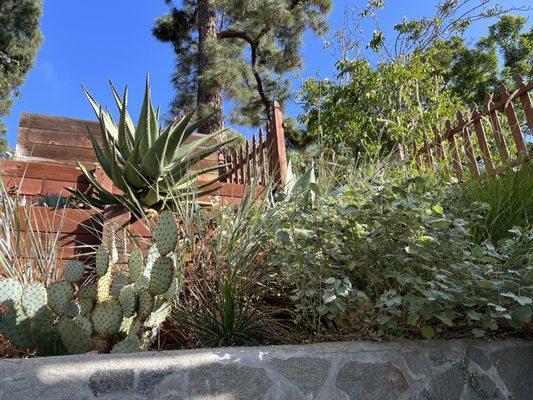 Silverlake Chaparral Planting - Santa Rosa Cactus, Agave and Native Mallow