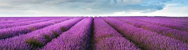 Lavander Fields