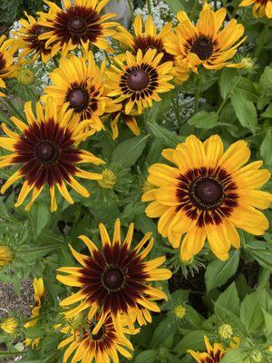 Variety of black eyed Susan