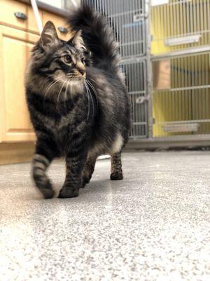 Thor checking out all the cool stuff in the cat room.