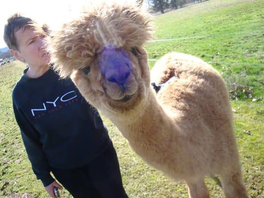 Owner Renate + famous alpaca Kimaree