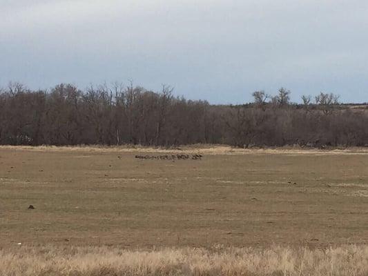 Nice gang of turkeys on private, adjacent to the public WMA land