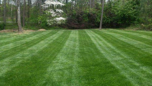 Fescue Striping