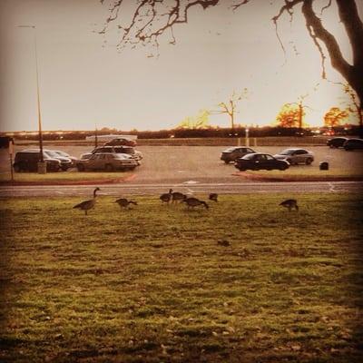 Geese hanging around the parking lot.