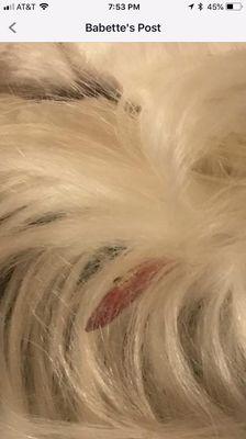 The top half of my dogs tail was ripped out by Dink's use of a drummer. She said it sissy hurt him nor would he remember it.