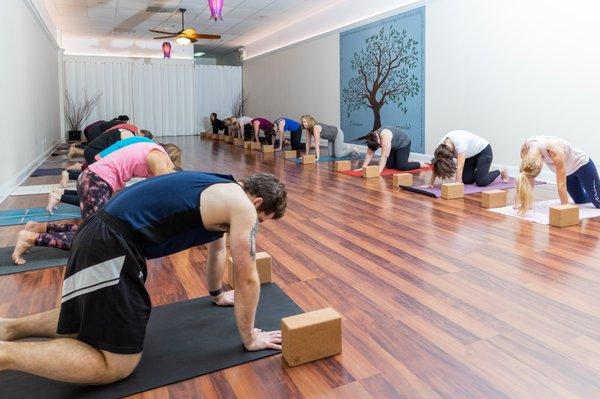 Cow and Cat poses are a great way to warm up the spine at the beginning of a yoga class. Find a yoga class for you at Pulsation Yoga.