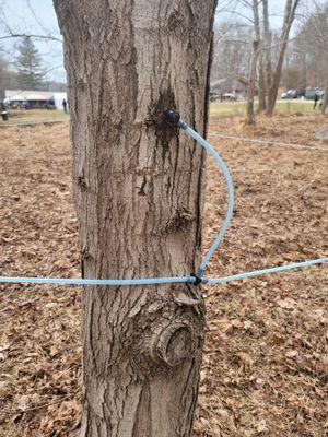 LM Sugarbush Farm