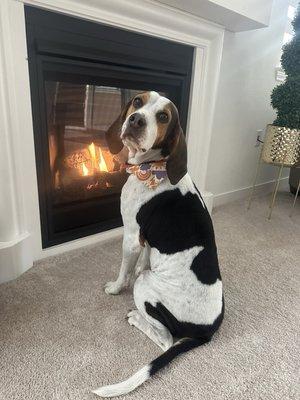 Coonhound