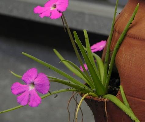 Similar to sundews, butterworts secrete a mucilage to lure insects.