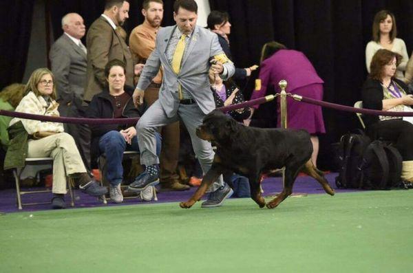 Pilot-Most perfect & proper layed back shoulders, movement in the conf ring. Stunning YES! Meet his son soon. Yes he can fly! proud!