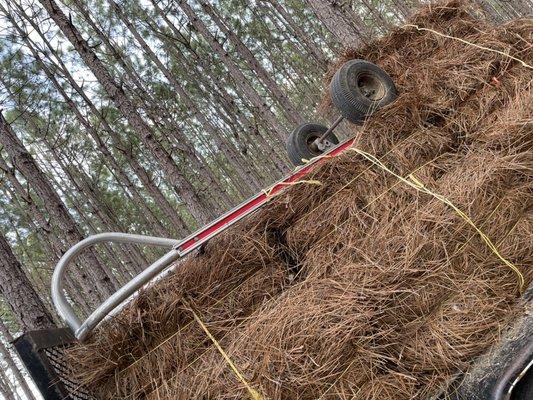 Longleaf pinestraw