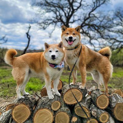 Shiba Inus enjoying their hike. IG: @sukiyakishiba