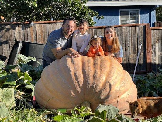 Moving my giant pumpkin out of backyard in Fair Oaks!