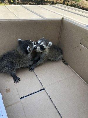 Rescued baby raccoons