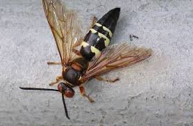 Cicada Killer Wasp