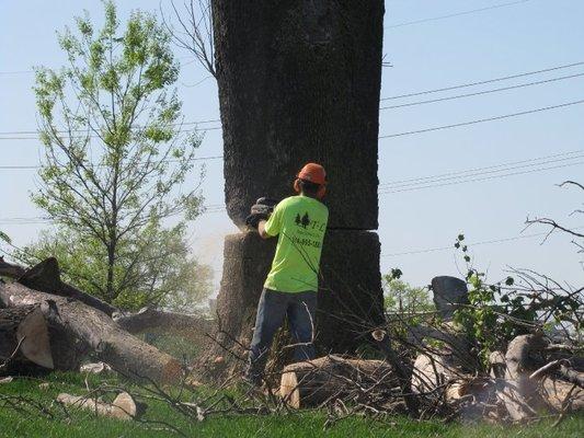 T & L Tree Service can handle safe tree removal for your property.