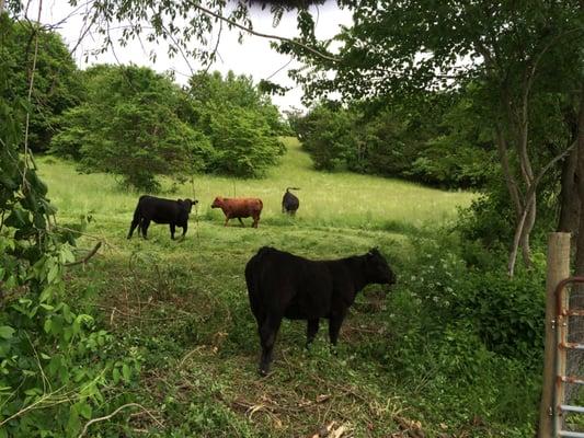 Stress free, pasture raised beef.  No growth hormones, antibiotics, fillers, pink slime.  Pure, wholesome, delicious beef.