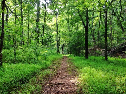 Vibrant summer trails!