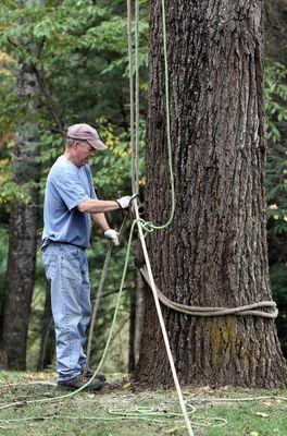 Northwest Tree Pros