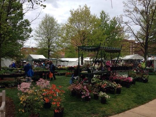 Lots of flowers for sale