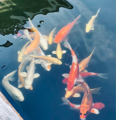 Koi