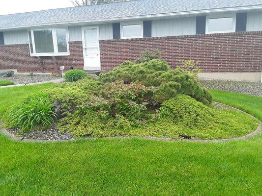 This is a before picture of ripping out all bushes and juniper ground cover only leaving a rose bush and two lilies