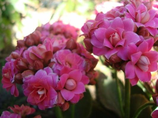 Flowers in the Garden