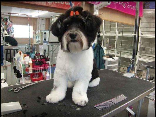 Four Seasons Pet Resort Grooming