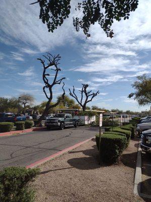 Scottsdale Landscaping And Tree Removal Service