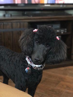 Freshly groomed with her bows