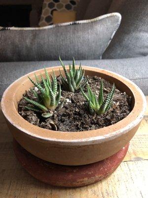 Small plant pot, perfect for this succulent.