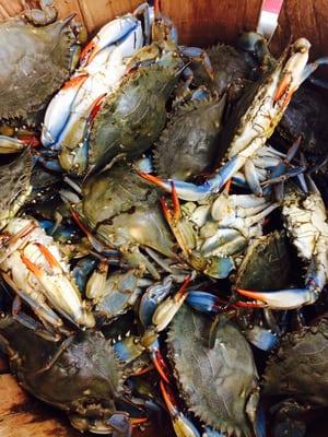 Live blue crabs!