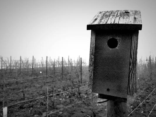 Vineyard out of season on a cool, foggy afternoon. Can't wait to come back and see these vines plump and full of grapes. Bird house in front