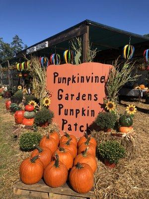 Pumpkinvine Gardens Flower Shoppe's fall season (October - November). Fall flowers, pumpkins and holiday garden decor.