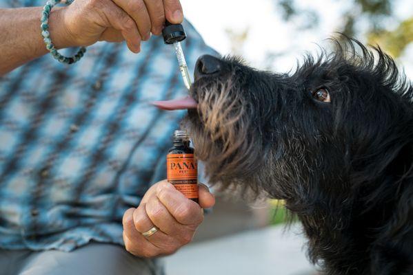 CBD Dog Tinctures