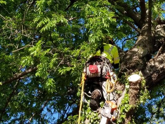 Going to the top.. Removing dead branches..