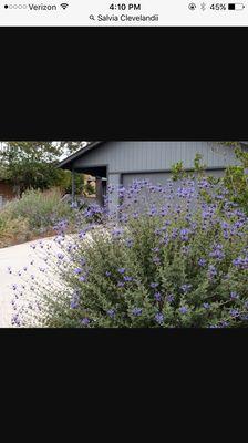 Awesome looking drought tolerant plants