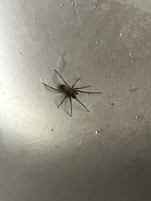 Second Brown Recluse in my sink.  Romex response? We'll send a technician after you pay your latest bill!!!  Customer Service?!?