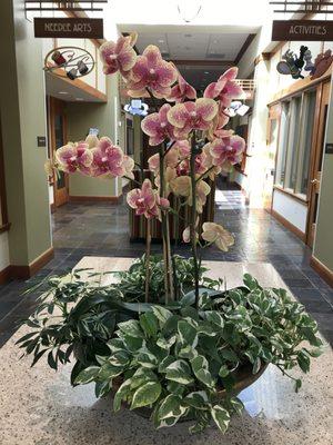 Orchid arrangement in Roseville CA